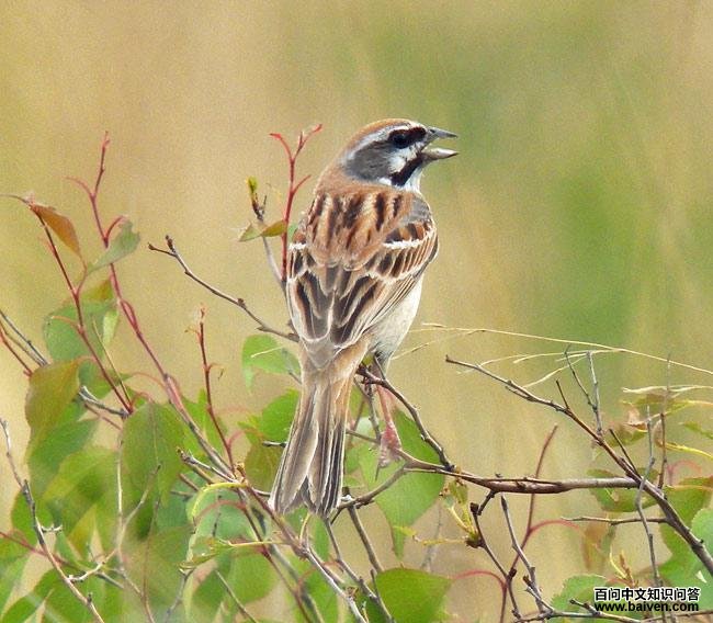 ���߸��c�����ڼ��֣�