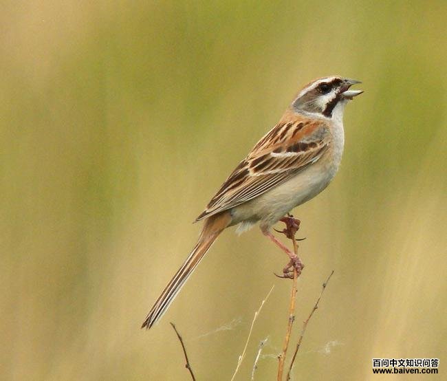 ���߸��c�����ڼ��֣�