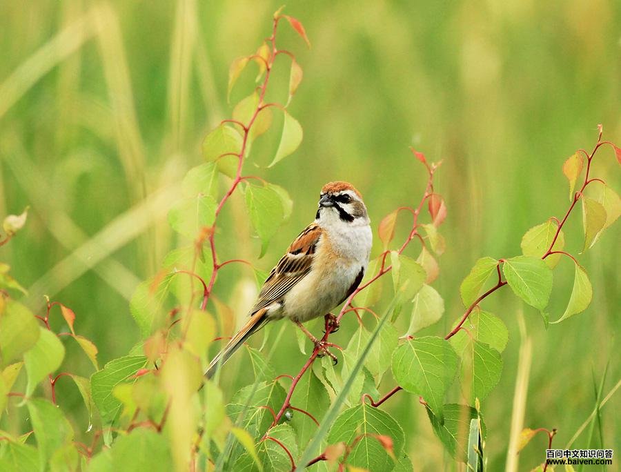 ���߸��c����Ӱ��ɶ��ɶ