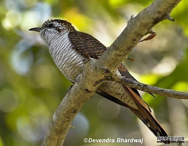 栗斑杜鹃 栗斑杜鹃的图片