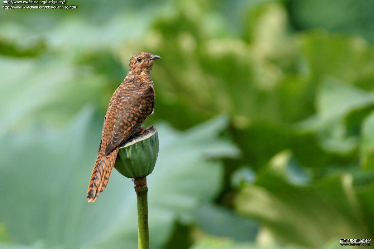 �����ž�