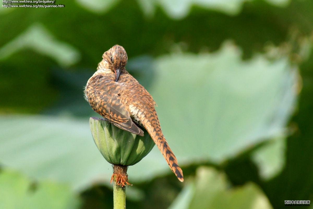 �����ž�