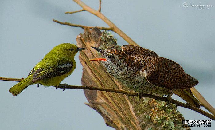 ���׺ڳ�ȸ����ιʳ���߶ž�