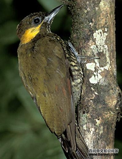 利塔啄木鸟 利塔啄木鸟的图片