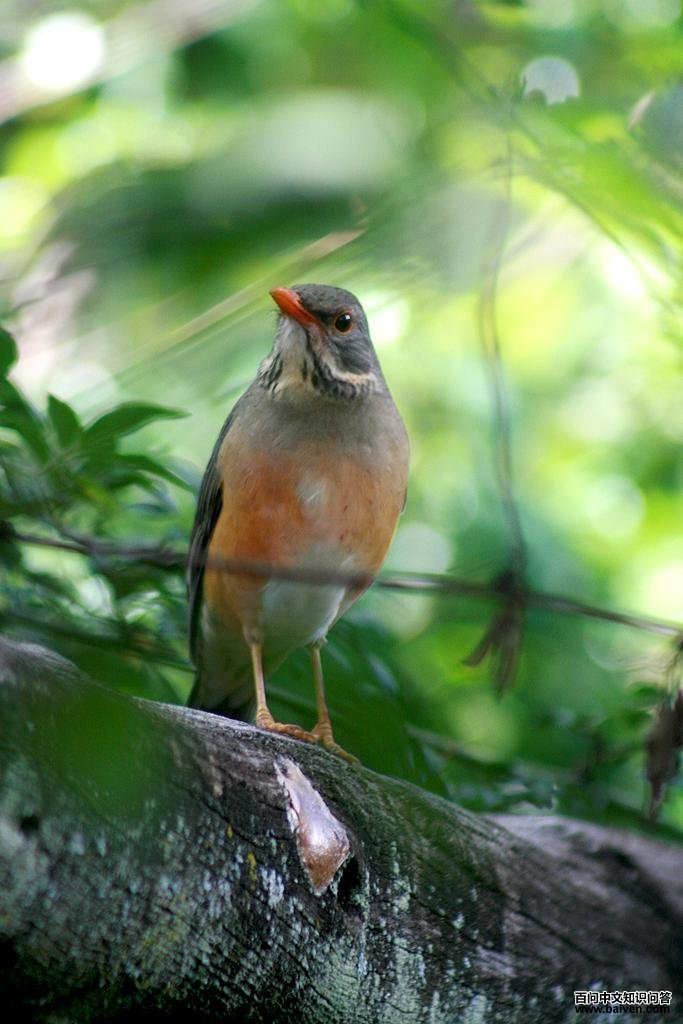 利邦鸫 利邦鸫的图片
