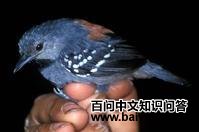 丽蚁鹩 丽蚁鹩的图片