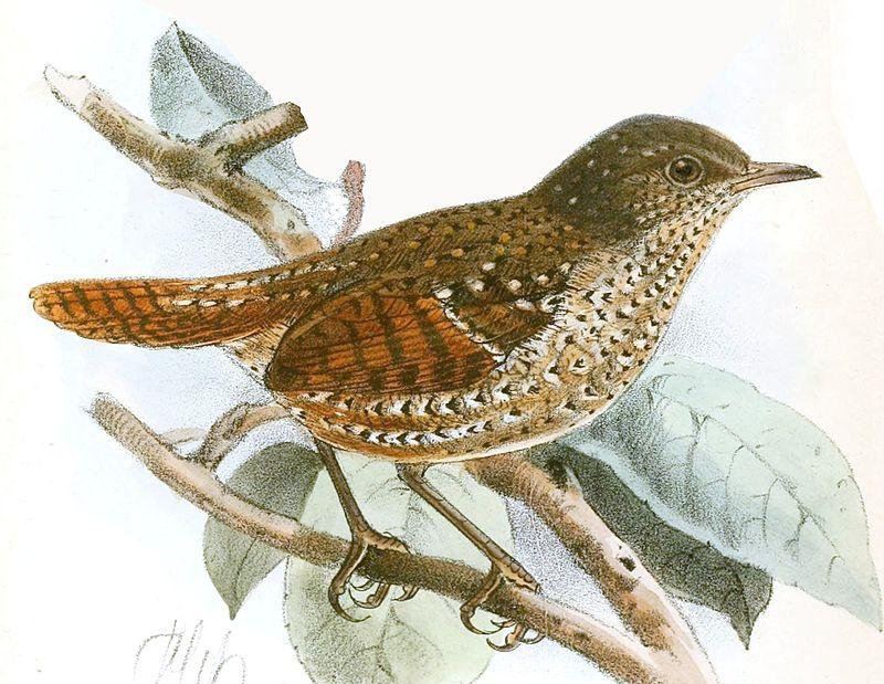 丽星鹩鹛 丽星鹩鹛的图片