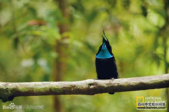 ��ɫ�ڱǷ����ͼƬ