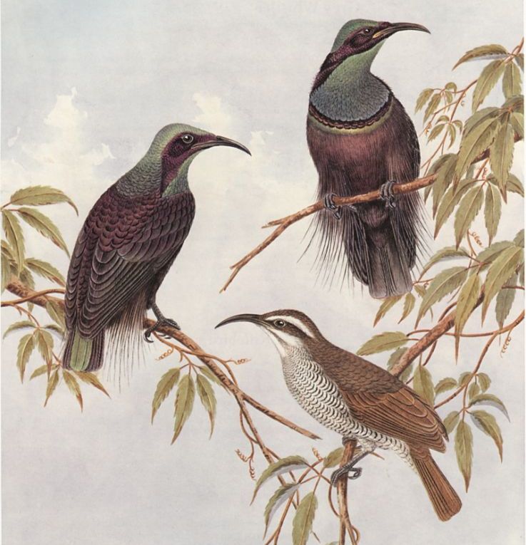 ��ɫ�ڱǷ���