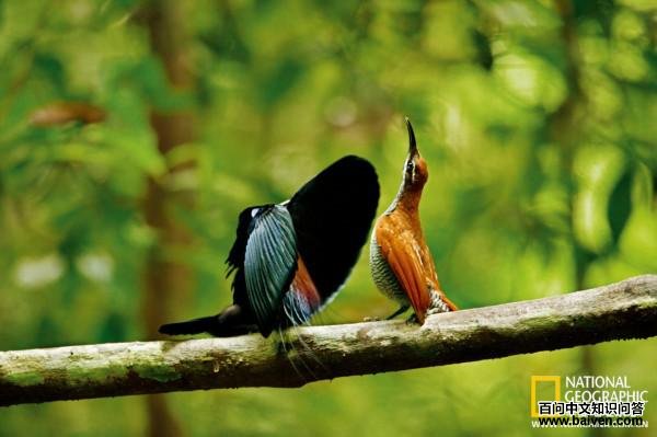 ��ɫ�ڱǷ���