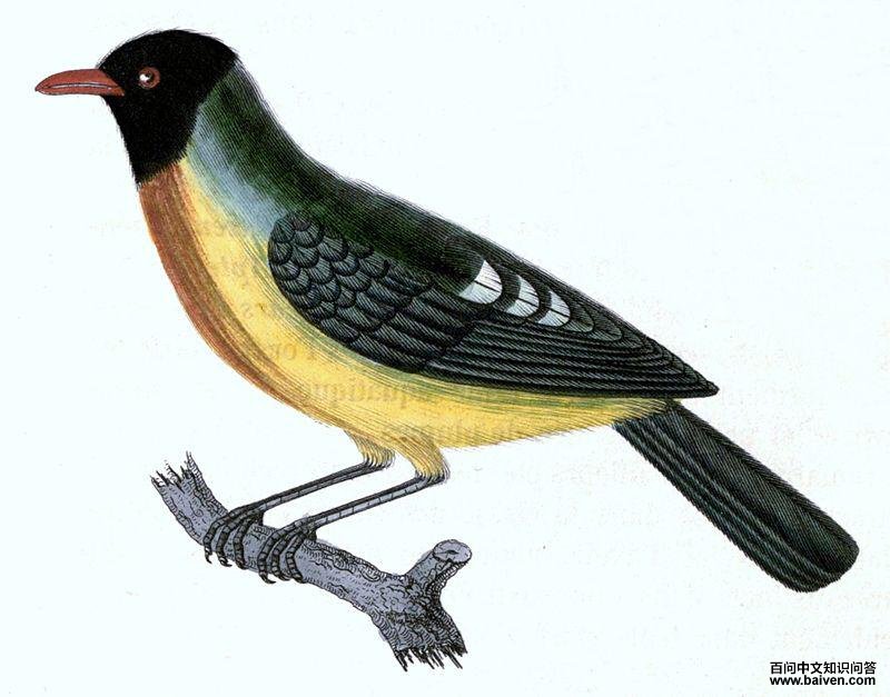 ��ɫʳ��ɡ���ͼƬ