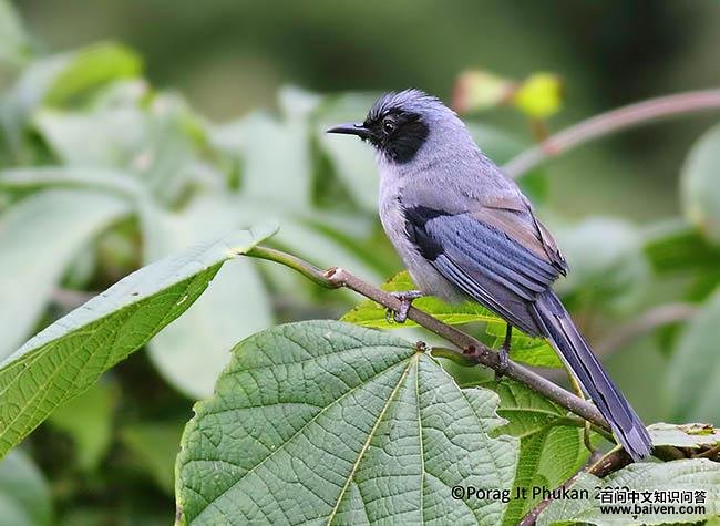 丽色奇鹛 丽色奇鹛的图片