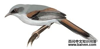 ��ɫ����