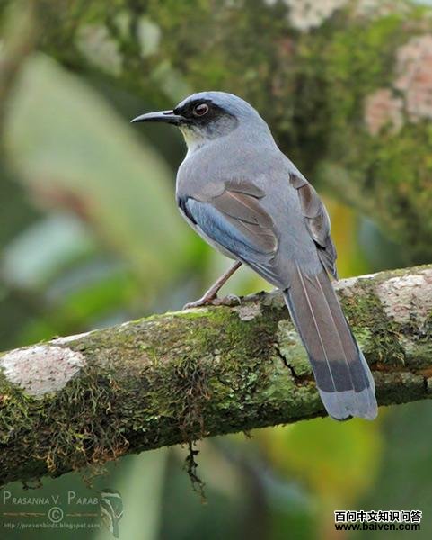 ��ɫ����