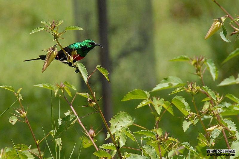 ��ɫ�������ͼƬ