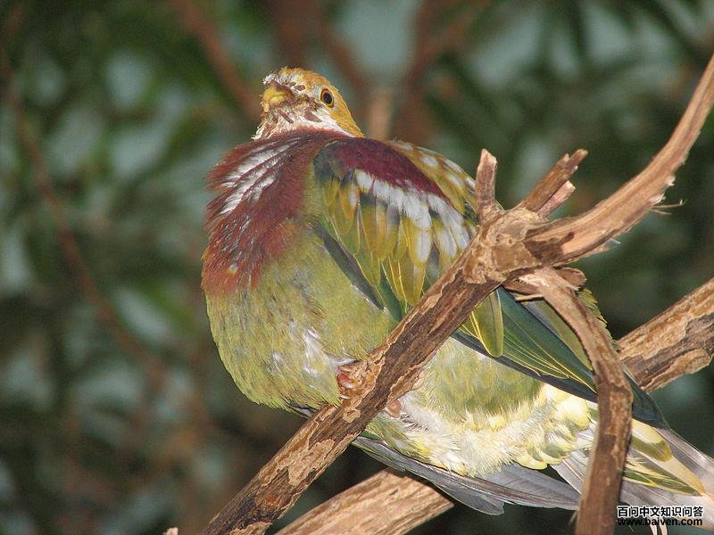 丽色果鸠 丽色果鸠的图片