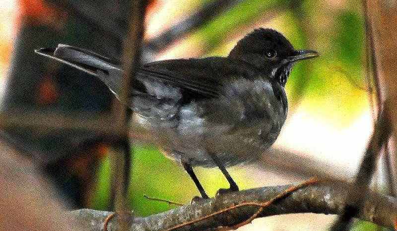 白喉鸫 白喉鸫的图片