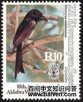 阿岛卷尾 阿岛卷尾的图片