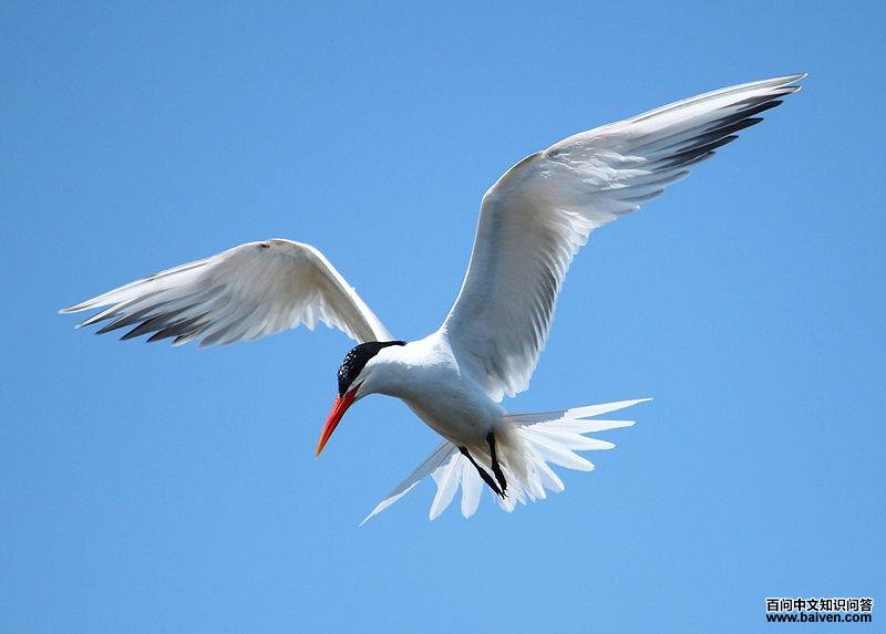丽色凤头燕鸥 丽色凤头燕鸥的图片