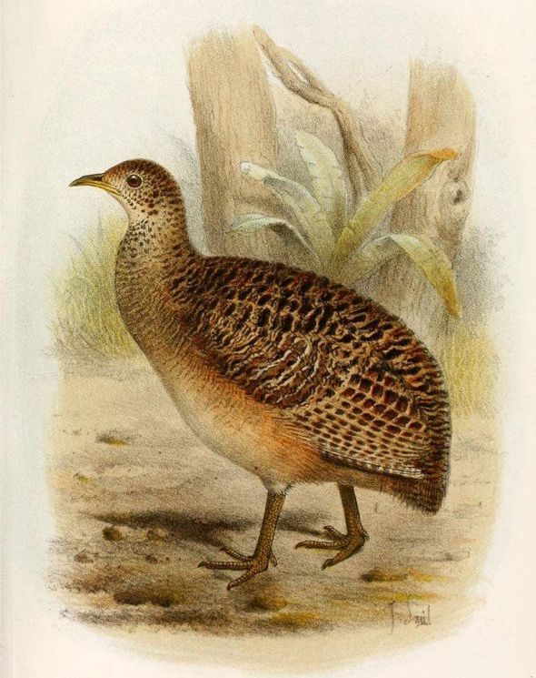 ��ɫ��[����]��ͼƬ