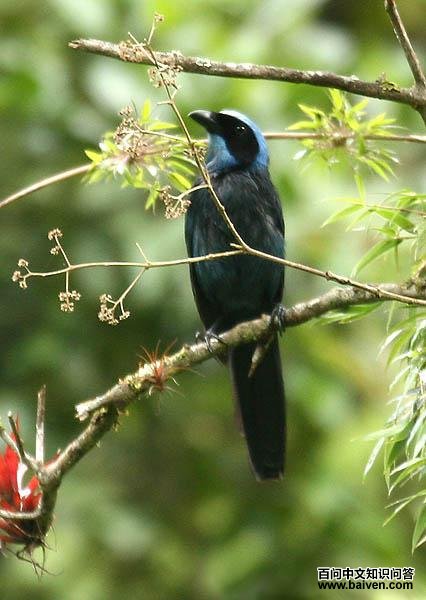 丽蓝头鹊 丽蓝头鹊的图片