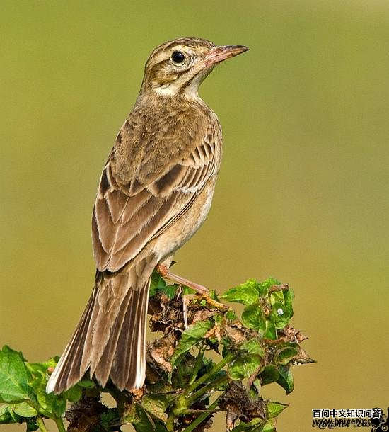 �����ң���һ��������ӡ�ȣ�