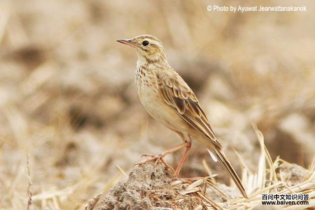 �����ң�����̩����