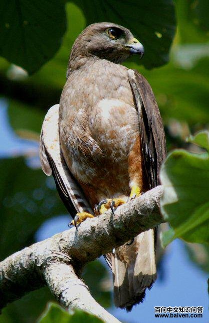 �����\��ͼƬ