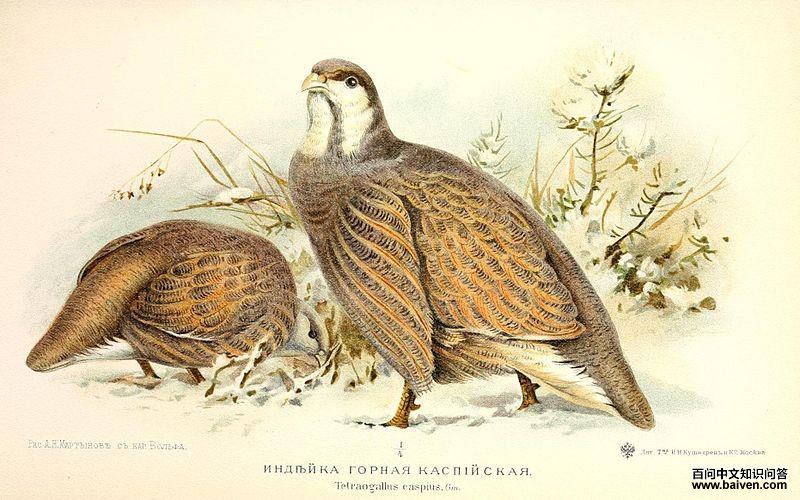 �ﺣѩ����ͼƬ