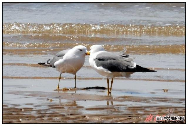 �ƽ���Ÿ�����߳�����