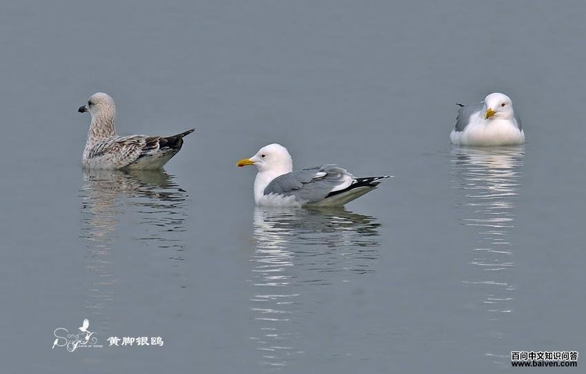 ������Ÿ��������Ȼ֮��