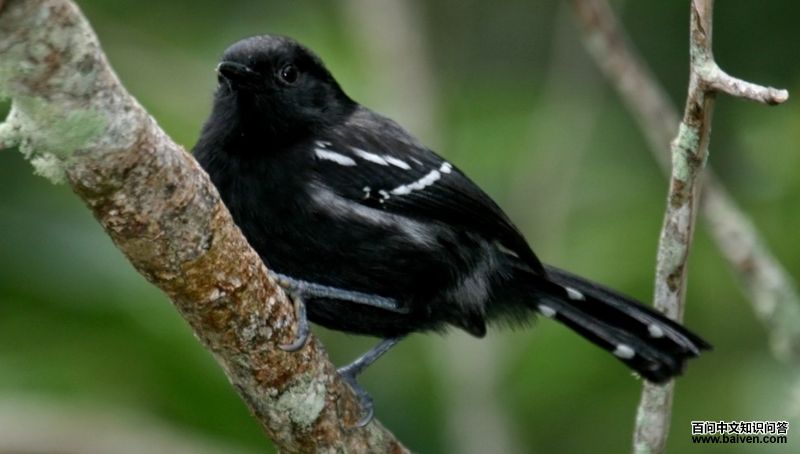 ��˹���ӵ�ͼƬ