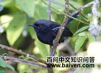 ��˹����