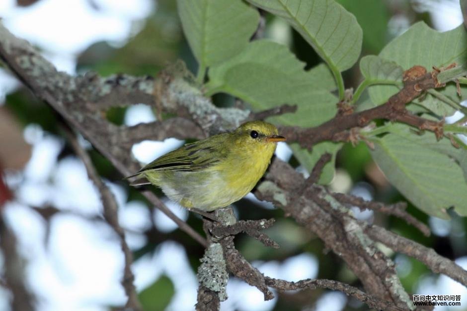 ������ݺ��ͼƬ