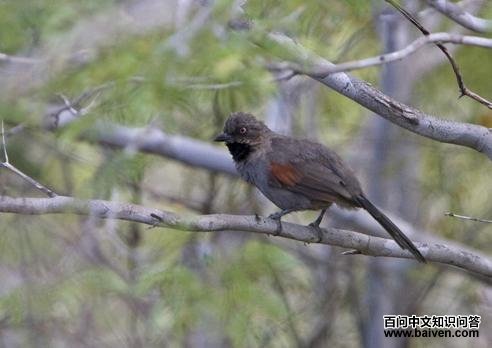 ������βȸ��ͼƬ