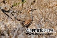 �׺�����