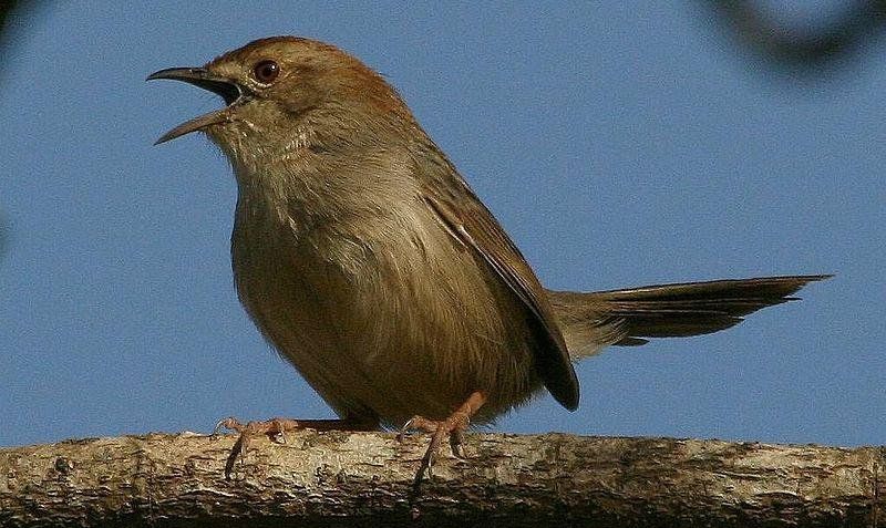 懒扇尾莺 懒扇尾莺的图片