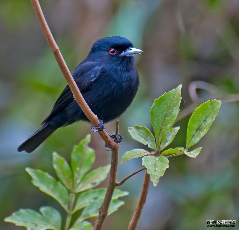 ����ڰ��l��ͼƬ