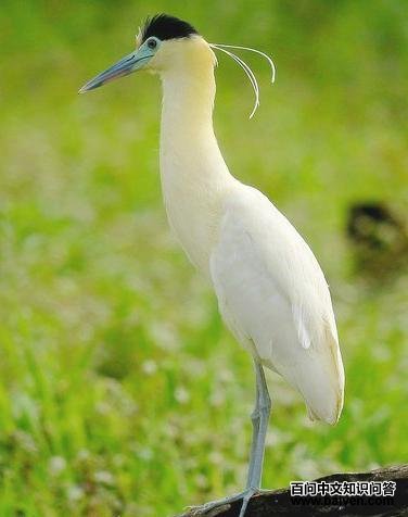 ����ڶ���