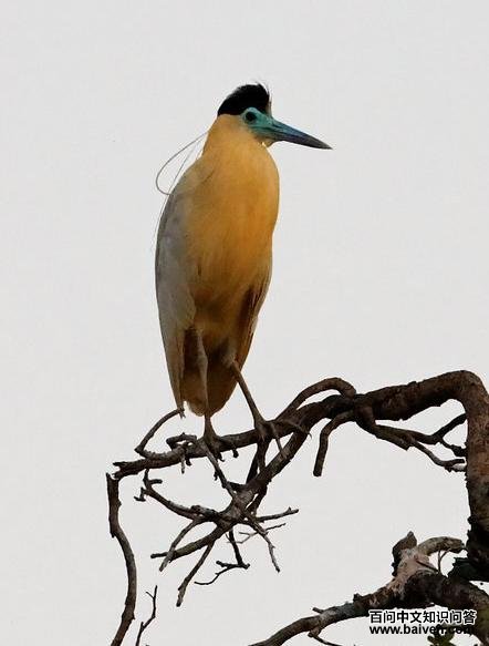 ����ڶ���