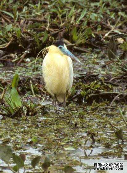 ����ڶ���