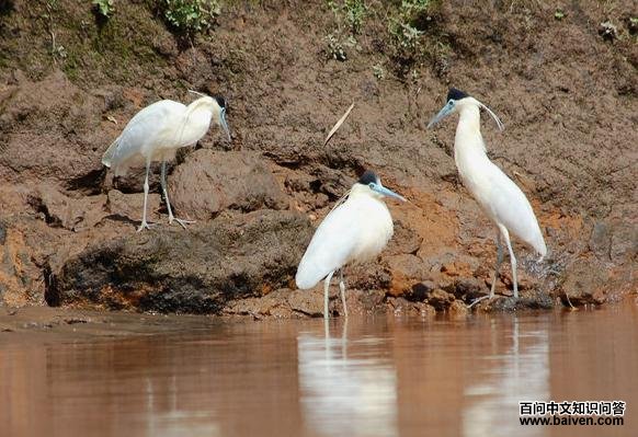 ����ڶ���