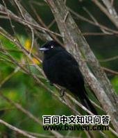 ����ڰ��l