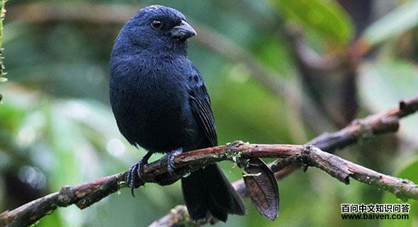 蓝籽雀 蓝籽雀的图片