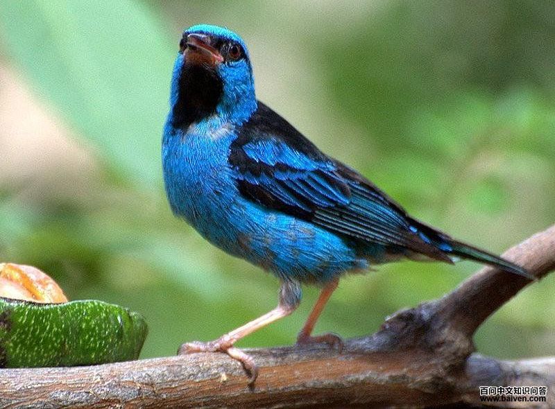 蓝锥嘴雀 蓝锥嘴雀的图片