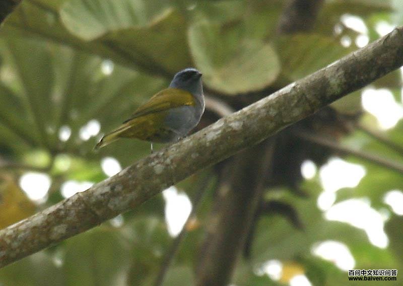 蓝枕裸鼻雀 蓝枕裸鼻雀的图片