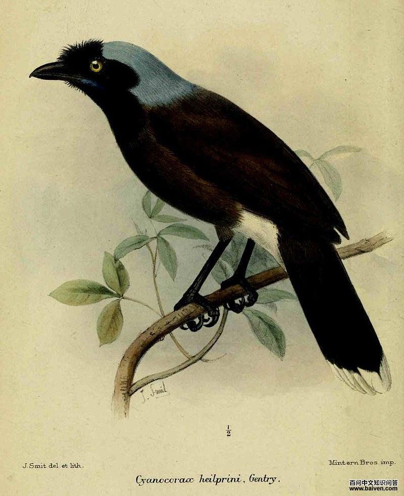 ������ѻ��ͼƬ