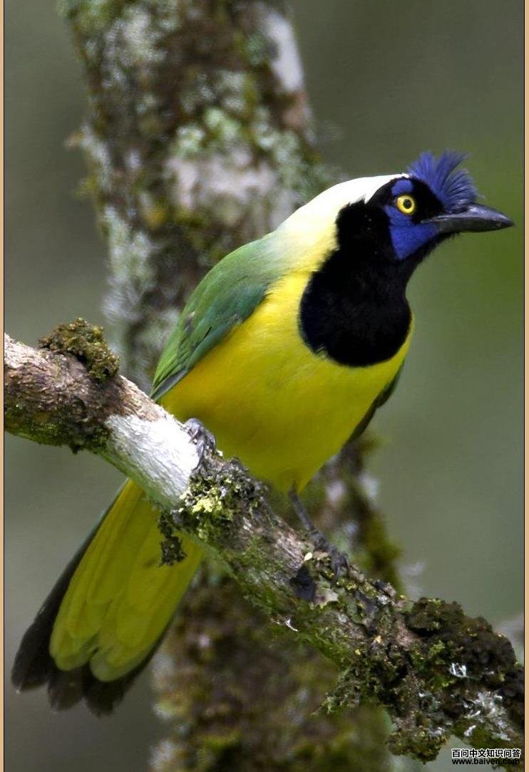 ������ѻ