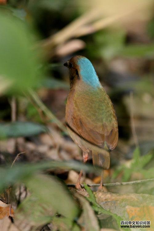 ������ɫ��ͼƬ