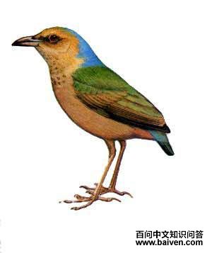 ������ɫ�